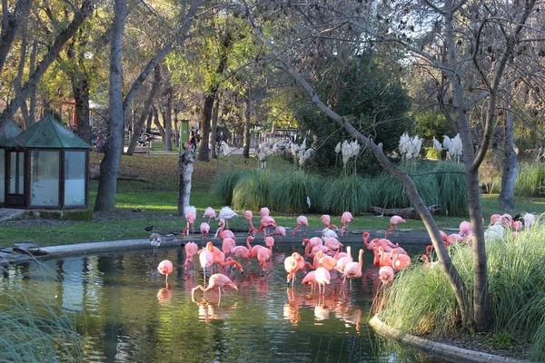 Снимок Фламинго Крупным Планом — стоковое фото