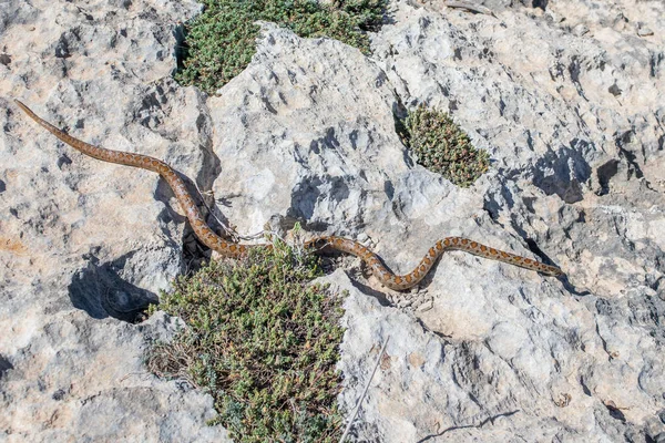 제도에 서식하는 사메니 뱀이나 사진이 석회암 미끄러지듯 지나가는 — 스톡 사진