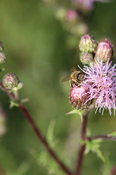 Vertical Shot Bee Collecting Nectar Pollen Stubby Thistle Flower — Stock Photo, Image