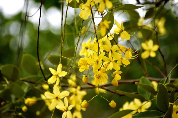 Verstrengelde Takken Van Mooie Gele Bloemen Wazige Achtergrond — Stockfoto