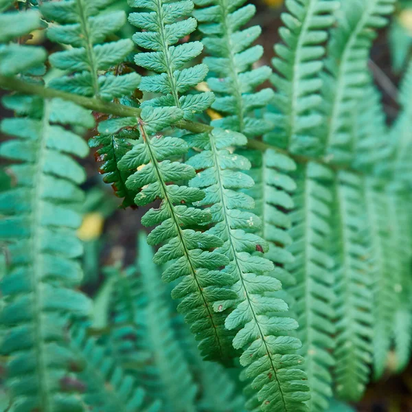 Colpo Fuoco Superficiale Una Felce Verde Polypodiopsida Nella Foresta — Foto Stock