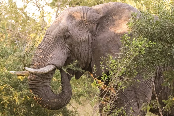 Primer Plano Lindo Elefante Safari — Foto de Stock