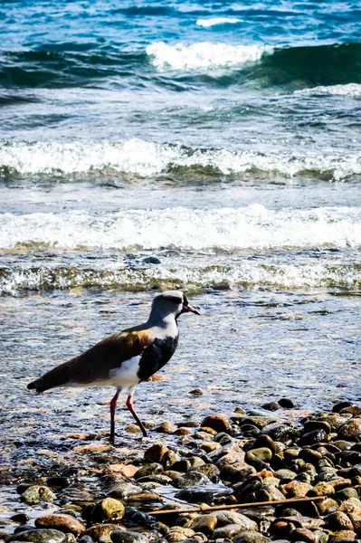 Colpo Verticale Dell Uccello Marino Appollaiato Una Spiaggia Rocciosa — Foto Stock