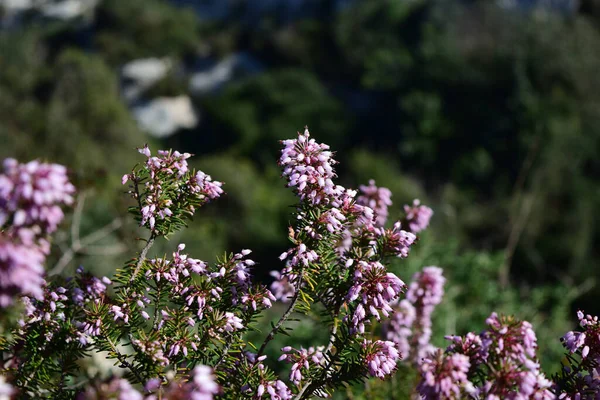 Krzew Śródziemnomorski Erica Multiflora Kwitnącymi Kwiatami Maltańskich Wsiach — Zdjęcie stockowe