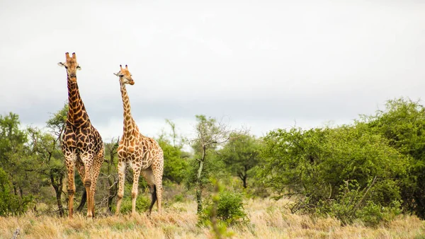 在南非萨法里拍摄了两只可爱而高大的长颈鹿 — 图库照片