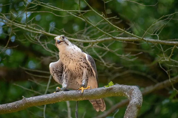 Ein Vogel Hockt Auf Einem Ast Eines Baumes Einem Wildpark — Stockfoto