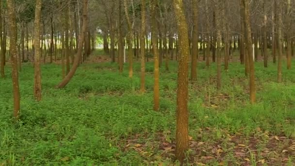 Ένα Τοπίο Δάσους Καλυμμένο Πράσινο Την Ημέρα — Αρχείο Βίντεο