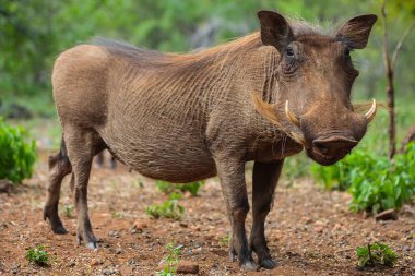 A warthog in its natural environment clipart