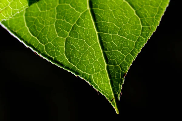 Крупный План Зеленого Листа Изолированного Черном Фоне — стоковое фото