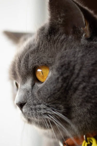 かわいいです灰色の猫の選択的フォーカスショット窓の外を見て — ストック写真