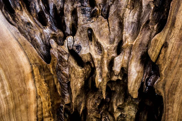 Tiro Close Uma Árvore Casca Textura — Fotografia de Stock