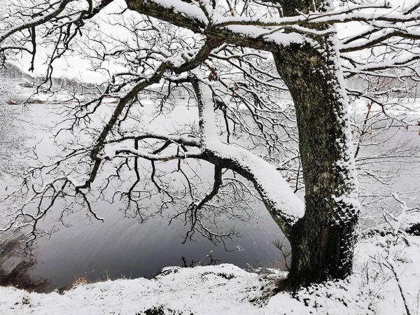 挪威拉尔维克美丽的冬季风景 有雪树 还有一条清澈的河流 — 图库照片