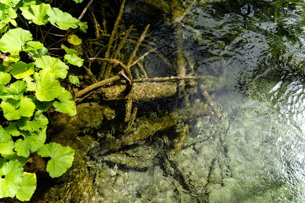 Uma Bela Foto Uma Planta Lenhosa Plitvice Lakes Croácia — Fotografia de Stock