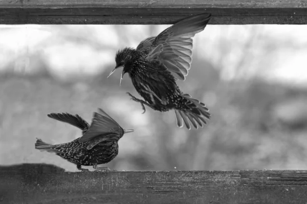 Two Starling Perched Wooden Fence — Stock Photo, Image