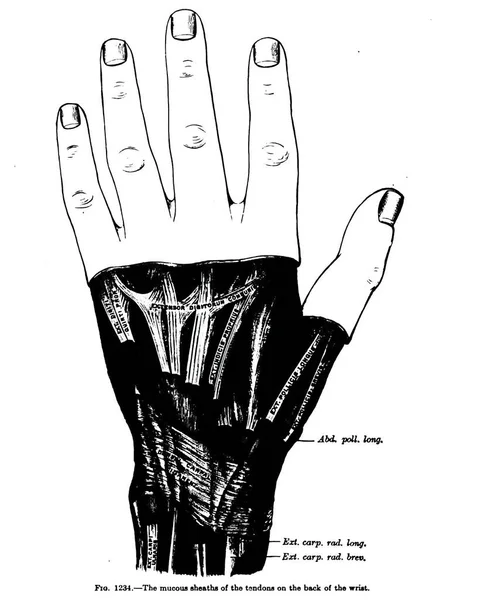 Vertical Anatomy Drawing Text Back Wrist 19Th Century — Φωτογραφία Αρχείου