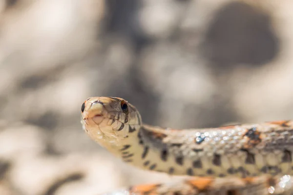 Makro Snímek Hlavy Dospělého Leoparda Hada Nebo Evropského Chřestýše Zamenis — Stock fotografie