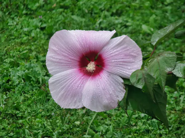 Selektivní Zaostření Záběr Ibišku Květ Kvetoucí Zahradě Rozmazaném Zeleném Pozadí — Stock fotografie