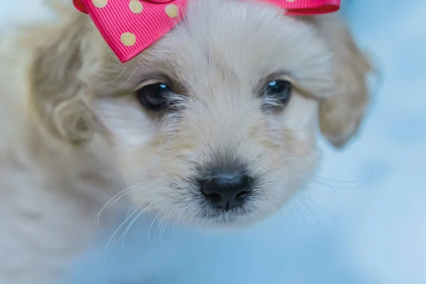 Primer Plano Una Hermosa Cara Cachorro Con Lazo Rosa —  Fotos de Stock