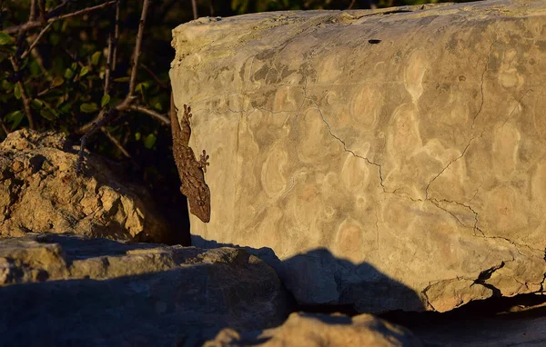 Ένας Κοινός Τοίχος Gecko Περπατώντας Μια Μεγάλη Λευκή Πέτρα Που — Φωτογραφία Αρχείου