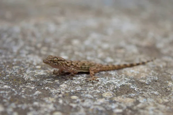 Tiro Seletivo Foc Gecko Parede Comum Uma Superfície Concreto — Fotografia de Stock