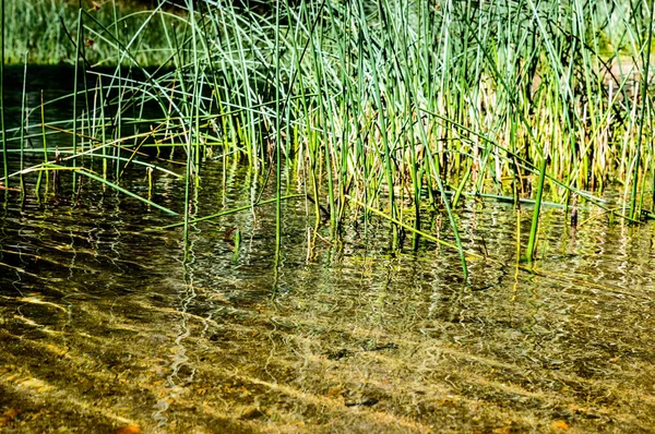 Een Close Van Bladen Van Groeiend Gras Water — Stockfoto