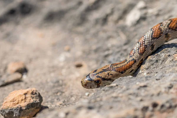 Macro Shot Head Adult Leopard Snake European Ratsnake Zamenis Situla — Fotografia de Stock