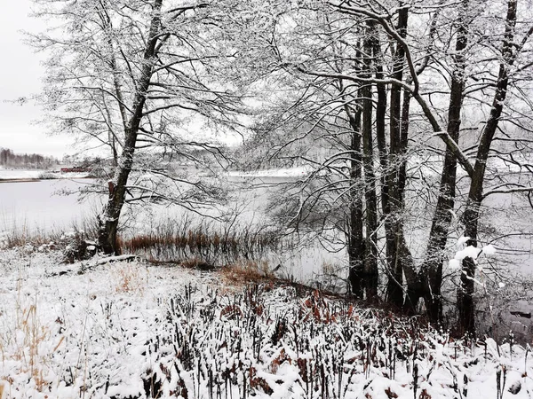 Eine Wunderschöne Winterlandschaft Mit Schneebedeckten Bäumen Und Einem Klaren Fluss — Stockfoto