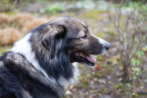 Selektiv Fokusbild Vacker Hund Med Öppen Mun — Stockfoto