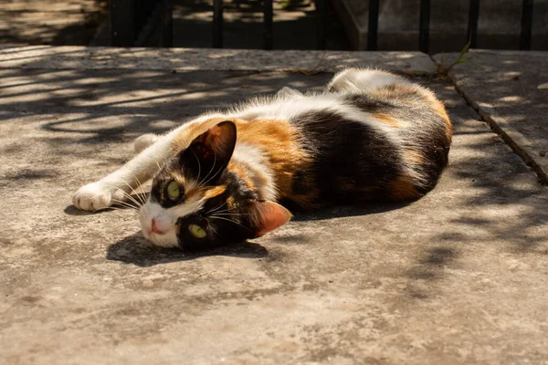 Eine Aufnahme Einer Trikolore Katze Die Sich Auf Dem Boden — Stockfoto