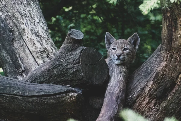 Wybiórcze Zbliżenie Lynx Gałęzi Drzewa Wildpark Schwarze Berge Rosengarten Niemcy — Zdjęcie stockowe