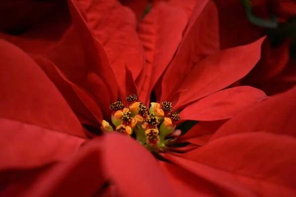 Primer Plano Una Flor Poinsettia Vibrantemente Roja Perfecta Para Fondo —  Fotos de Stock