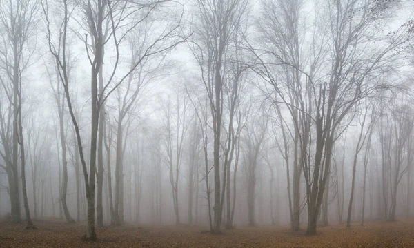 Gyönyörű Ködös Park Fák Lehullott Levelekkel Erdőben Köd — Stock Fotó