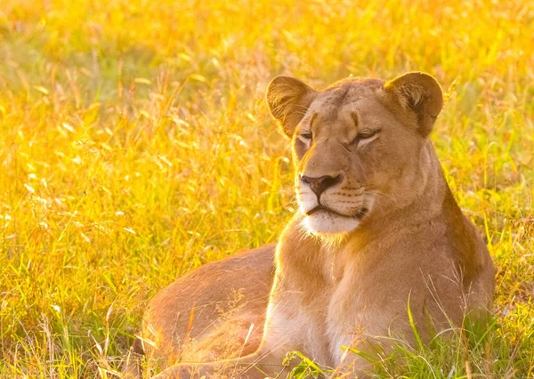 Hermoso León Africano Yaciendo Hierba Larga Sudáfrica —  Fotos de Stock