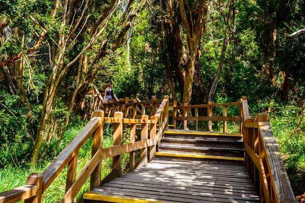 Una Hembra Caminando Sobre Escaleras Madera Parque Lleno Vegetación — Foto de Stock