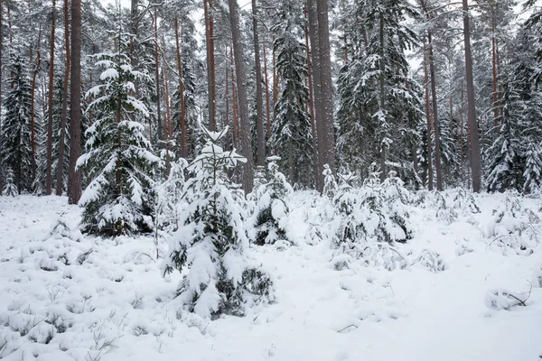 Krásný Záběr Zasněžené Lesní Krajiny — Stock fotografie