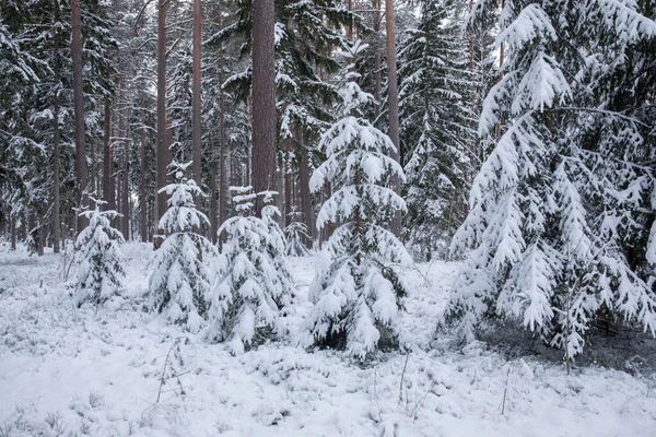 Μια Όμορφη Λήψη Ενός Χιονισμένου Τοπίου Του Δάσους — Φωτογραφία Αρχείου