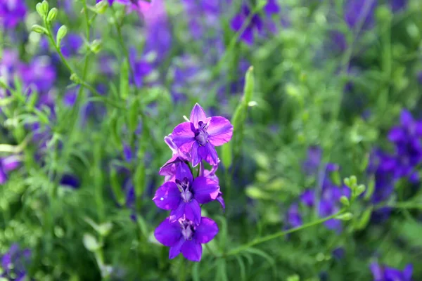 植物园中紫色花朵绽放的精选焦点照片 — 图库照片