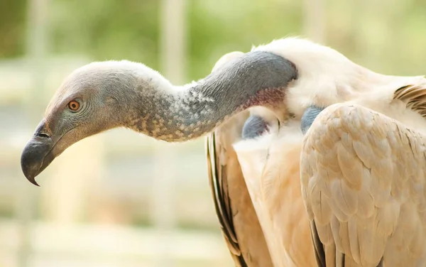 Primo Piano Avvoltoio Africano Uccello Rapace Spazzino Uno Sfondo Sfocato — Foto Stock