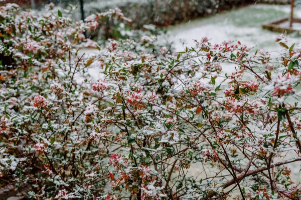 Eine Nahaufnahme Von Roten Beeren Auf Der Schneebedeckten Pflanze — Stockfoto