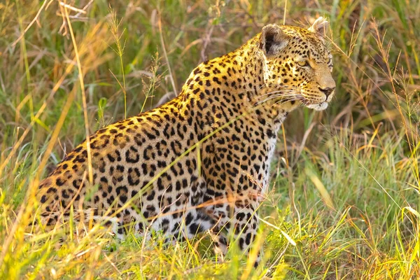 Hermoso Leopardo Hábitat Natural Día Soleado — Foto de Stock