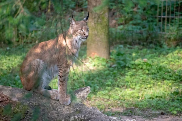 아름다운 야생의 고양이 동물의 — 스톡 사진