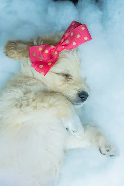 Ένα Κάθετο Πλάνο Του Μικρού Κοιμισμένου Λευκού Σκύλου Ένα Τόξο — Φωτογραφία Αρχείου