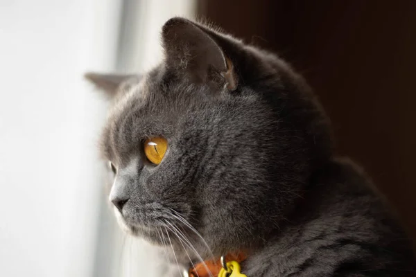 一只可爱的灰猫从窗户往外看的选择性镜头 — 图库照片