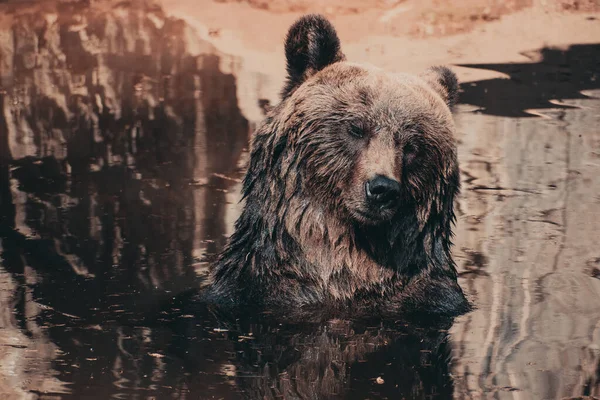 Retrato Urso Numa Lagoa — Fotografia de Stock