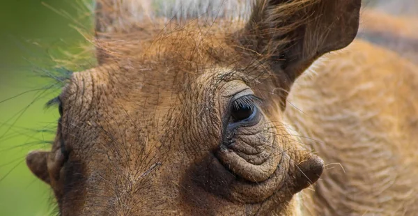 배경에 혹멧돼지의 얼굴을 클로즈업 — 스톡 사진