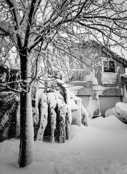 Tiro Vertical Escala Grises Árbol Cubierto Nieve Cerca Casa Invierno — Foto de Stock