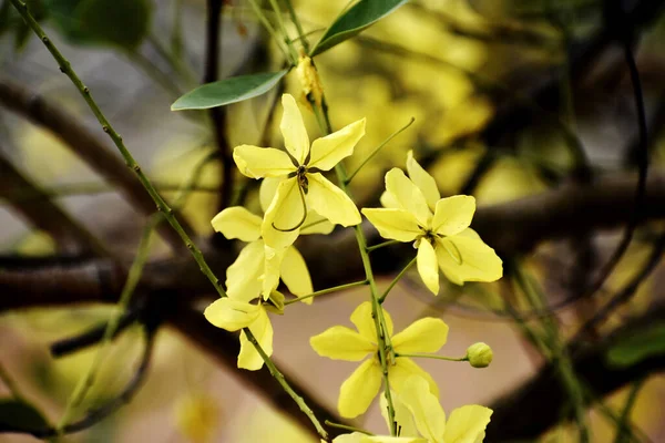 Запутанные Ветви Красивых Желтых Цветов Размытом Фоне — стоковое фото
