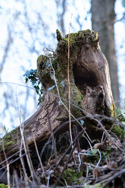 Vertical Shot Tree Stump — Stock Photo, Image