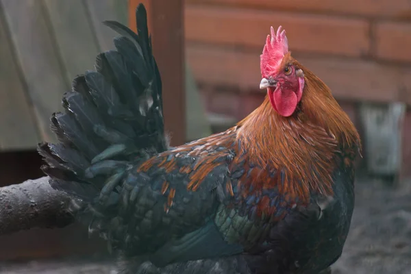 Een Selectieve Focus Shot Van Een Haan — Stockfoto