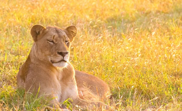 잠자는 사자의 아름다운 — 스톡 사진